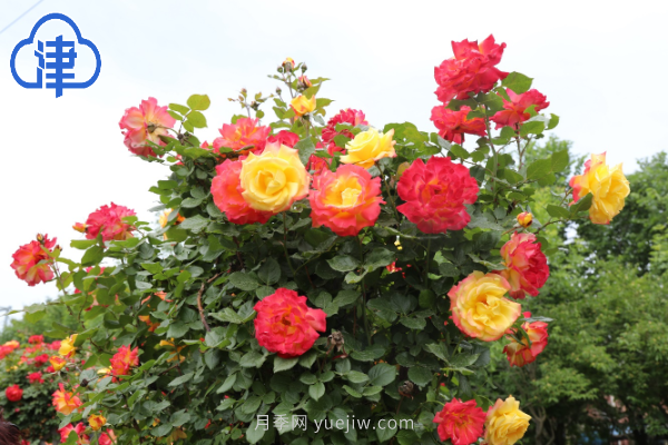 稀有月季品種競相綻放 天津經(jīng)開區(qū)成月季花城(圖6)