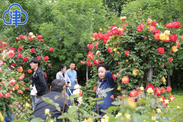 稀有月季品種競相綻放 天津經(jīng)開區(qū)成月季花城(圖3)