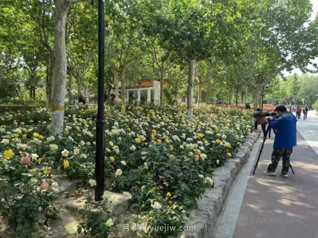 石家莊東環(huán)公園的月季正值盛花期，快來打卡(圖2)