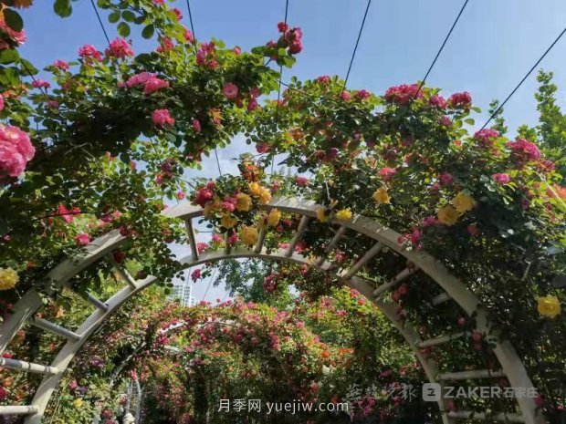 石家莊東環(huán)公園的月季正值盛花期，快來打卡(圖3)