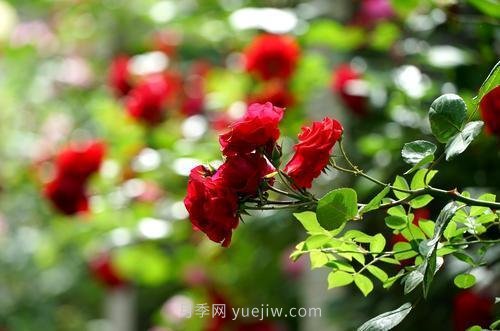 南陽月季火出圈！鄭州市花月季舉手有話說(圖5)