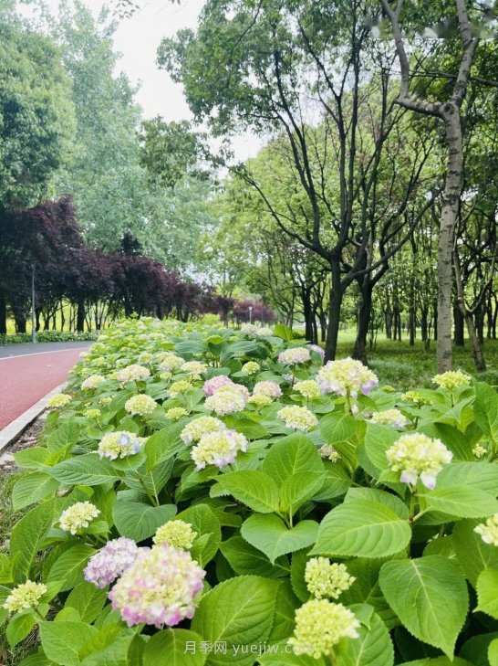 月季成墻、繡球綻放……上海長寧外環(huán)林帶生態(tài)綠道花開正艷(圖3)