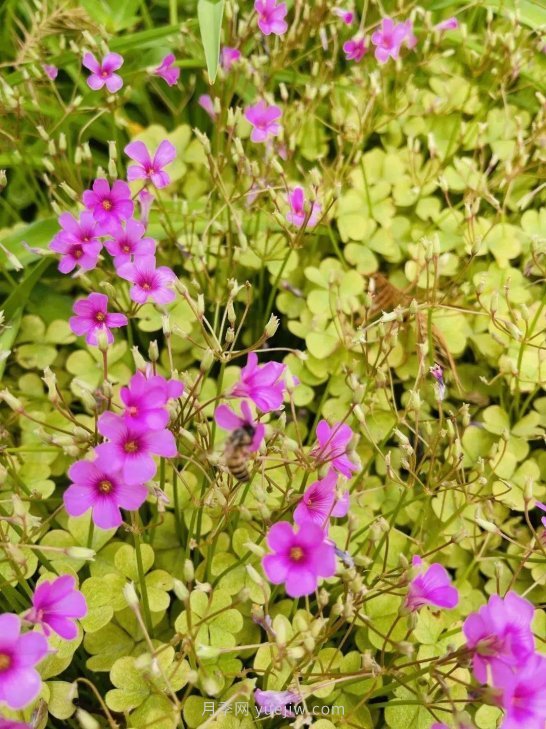 月季成墻、繡球綻放……上海長寧外環(huán)林帶生態(tài)綠道花開正艷(圖6)