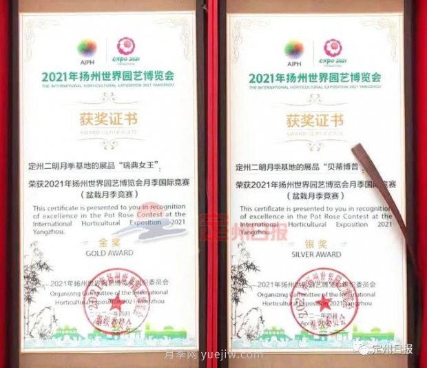 定州月季，2021年揚(yáng)州世界園藝博覽會(huì)斬獲大獎(jiǎng)！(圖1)