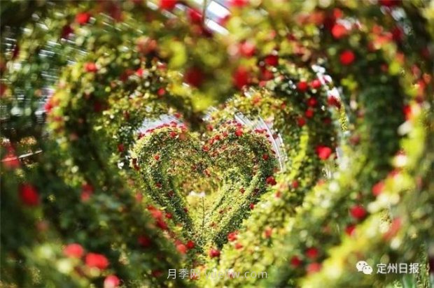 定州月季，2021年揚(yáng)州世界園藝博覽會(huì)斬獲大獎(jiǎng)！(圖3)