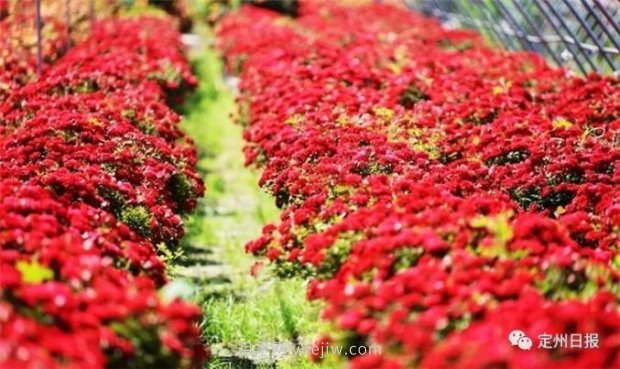 定州月季，2021年揚(yáng)州世界園藝博覽會(huì)斬獲大獎(jiǎng)！(圖4)