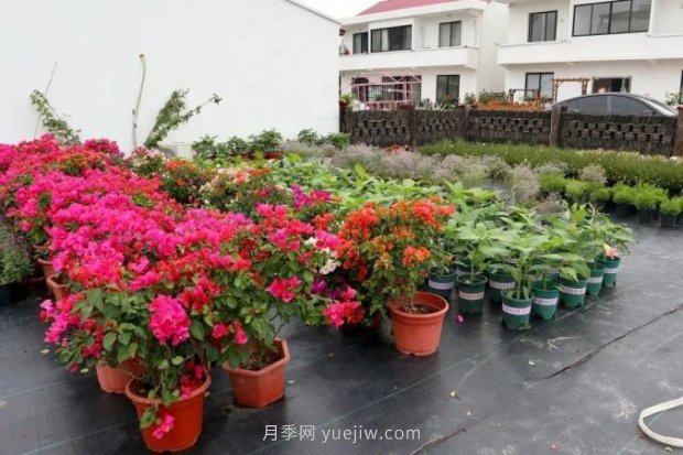 上海閔行區(qū)花好月園公園，萬株月季怒放快來品(圖8)
