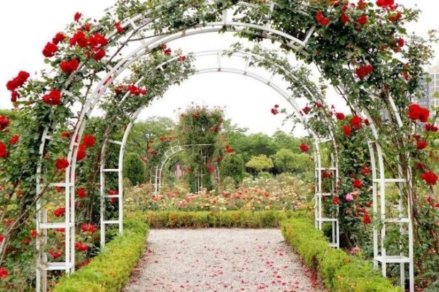 上海閔行區(qū)花好月園公園，萬株月季怒放快來品(圖5)