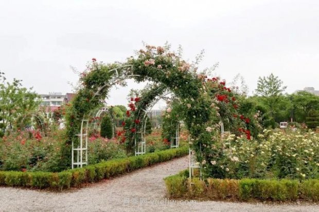 上海閔行區(qū)花好月園公園，萬株月季怒放快來品(圖6)