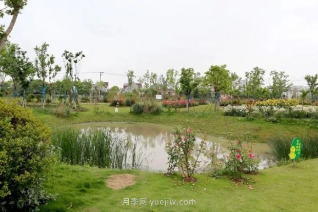 上海閔行區(qū)花好月園公園，萬株月季怒放快來品(圖2)