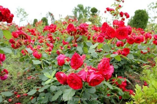 上海閔行區(qū)花好月園公園，萬株月季怒放快來品(圖4)