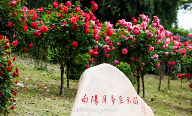 同賞一束花，共沐月季香，看南陽月季如何變?yōu)槲錆h“街花”(圖4)