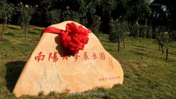 同賞一束花，共沐月季香，看南陽月季如何變?yōu)槲錆h“街花”(圖3)