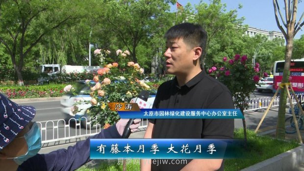太原三百萬株月季玫瑰盛開，許你一座浪漫之都(圖6)