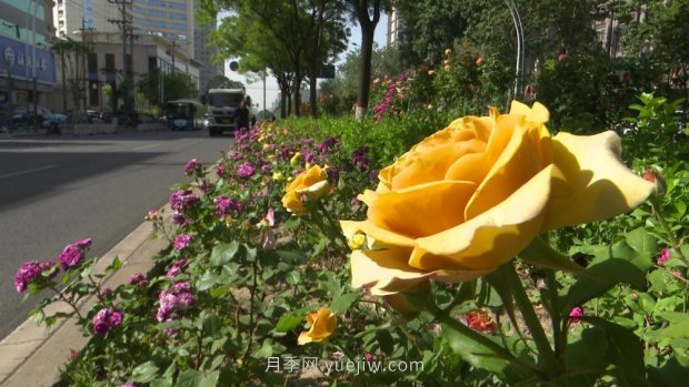 太原三百萬株月季玫瑰盛開，許你一座浪漫之都(圖4)