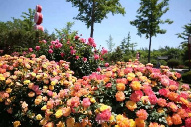 山東煙臺月季花節(jié)如期而至，美得劃不動屏(圖9)
