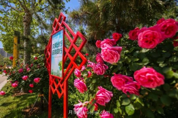 山東煙臺月季花節(jié)如期而至，美得劃不動屏(圖3)