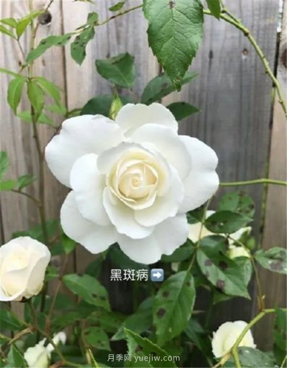 夏天來了，你的月季也黃葉了嗎？(圖3)