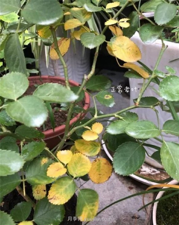 夏天來了，你的月季也黃葉了嗎？(圖1)