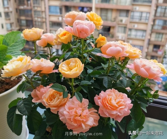 貴州大媽喜歡養(yǎng)月季，院子里養(yǎng)了4種月季，都是精品(圖4)