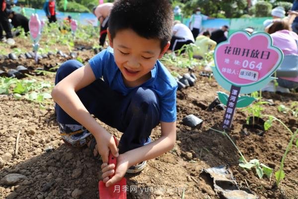 漯河城管園林科研所，邀請400余位市民花田體驗栽花(圖2)
