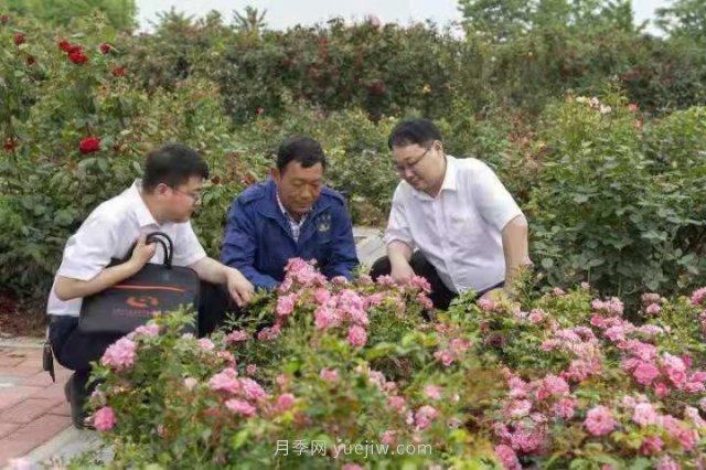 南陽月季，“一花一草”總關(guān)情金融活水潤民生(圖2)