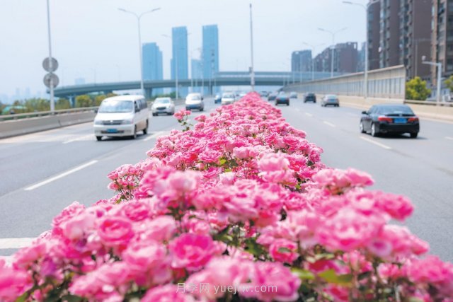 南陽月季變身武漢網(wǎng)紅，花中皇后香飄大江南北(圖1)