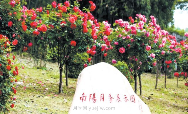 南陽月季變身武漢網(wǎng)紅，花中皇后香飄大江南北(圖2)