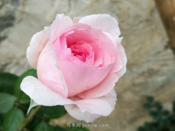 超耐陰的四季開(kāi)花的月季都有哪些品種？(圖1)