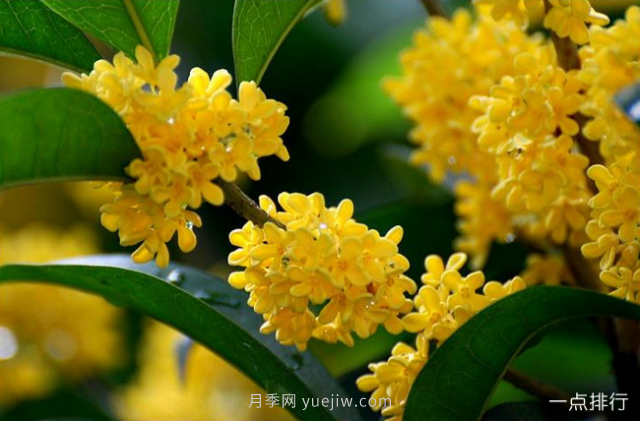 桂花哪個(gè)品種***名貴？名貴桂花品種排名(圖6)