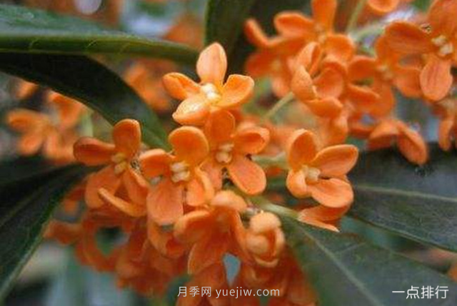 桂花哪個(gè)品種***名貴？名貴桂花品種排名(圖1)