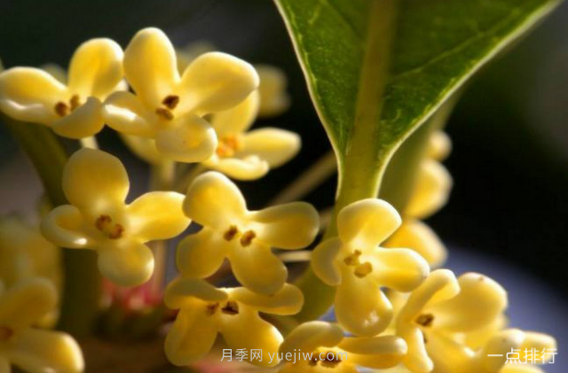 桂花哪個(gè)品種***名貴？名貴桂花品種排名(圖4)