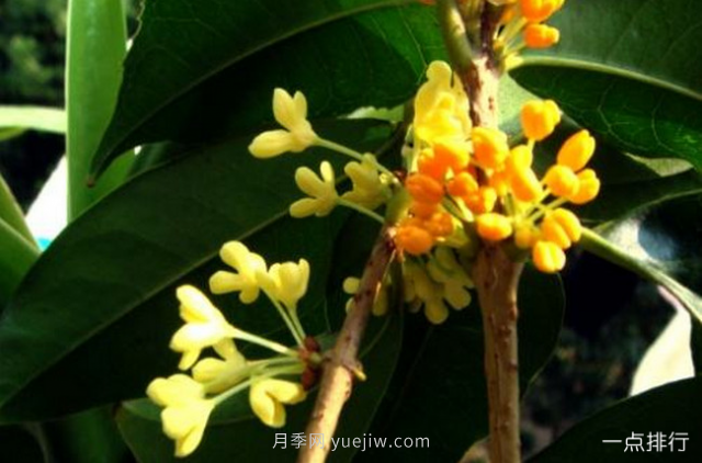 桂花哪個(gè)品種***名貴？名貴桂花品種排名(圖5)