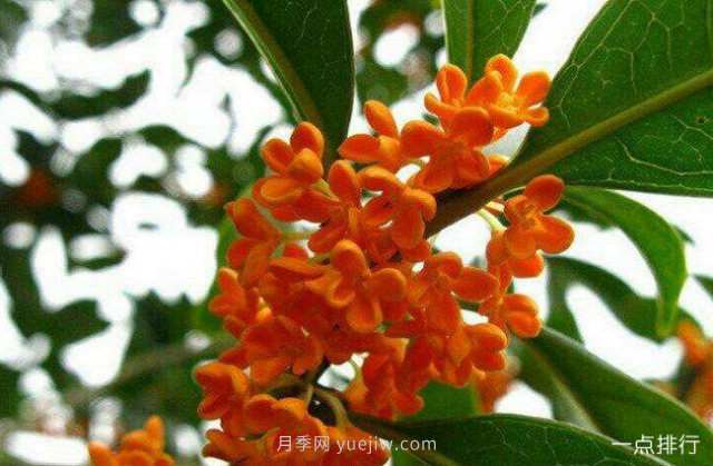 桂花哪個(gè)品種***名貴？名貴桂花品種排名(圖3)