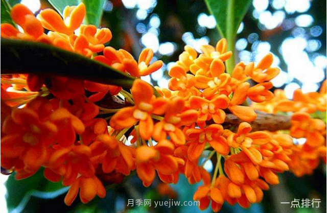 桂花哪個(gè)品種***名貴？名貴桂花品種排名(圖2)