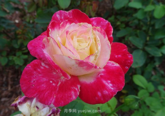 月季花的種類非常多，哪一種月季花好養(yǎng)活？推薦5個(gè)品種(圖1)