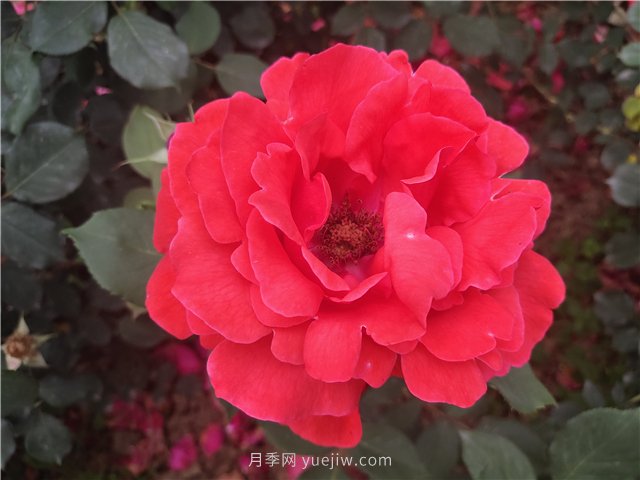 20種經(jīng)典月季品種，妝點(diǎn)南陽火熱的夏季(圖1)