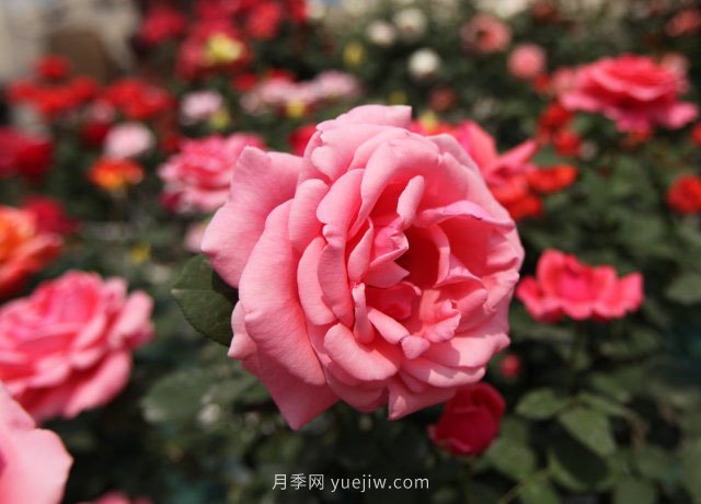 20種經(jīng)典月季品種，妝點(diǎn)南陽火熱的夏季(圖2)