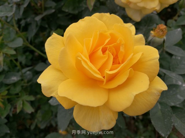 20種經(jīng)典月季品種，妝點(diǎn)南陽火熱的夏季(圖5)