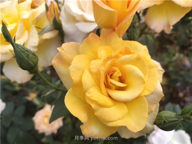 20種經(jīng)典月季品種，妝點(diǎn)南陽火熱的夏季(圖6)