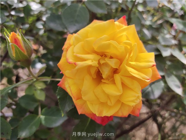 20種經(jīng)典月季品種，妝點(diǎn)南陽火熱的夏季(圖7)