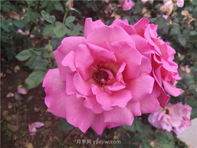 20種經(jīng)典月季品種，妝點(diǎn)南陽火熱的夏季(圖8)