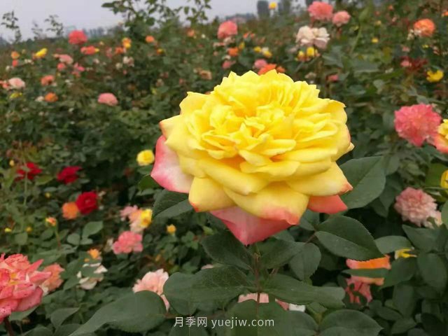 20種經(jīng)典月季品種，妝點(diǎn)南陽火熱的夏季(圖9)