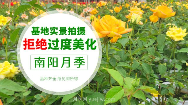 南陽(yáng)月季推薦淘寶店大全(圖1)