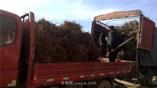 月季網(wǎng)：月季裸根苗的選購、栽植、肥水、養(yǎng)護技術(shù)大全(圖5)
