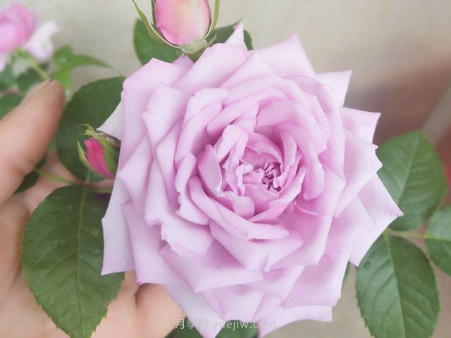 藍色晴空月季(圖3)