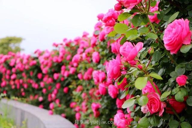 淮安初夏，從一場(chǎng)驚艷的月季花海開始！(圖1)