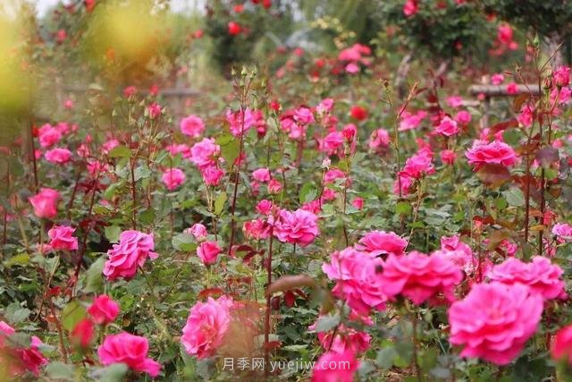 淮安初夏，從一場(chǎng)驚艷的月季花海開始！(圖2)