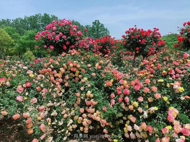 淮安初夏，從一場(chǎng)驚艷的月季花海開始！(圖3)