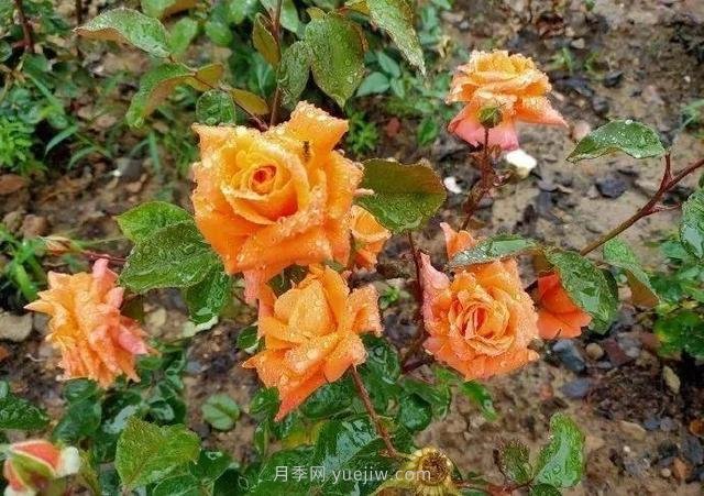 淮安初夏，從一場(chǎng)驚艷的月季花海開始！(圖5)